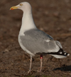 adult argenteus in April, ringed in Belgium.